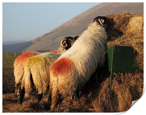 Sheep eating at sundown Print by Craig Roper