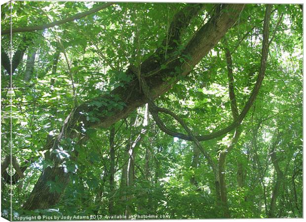 Vines in the Tree Canvas Print by Pics by Jody Adams