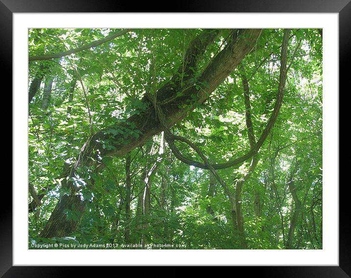 Vines in the Tree Framed Mounted Print by Pics by Jody Adams
