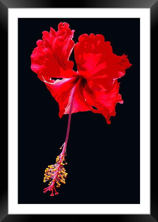Grand Hibiscus w/ Black Background Framed Mounted Print by james balzano, jr.
