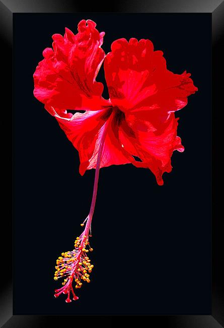Grand Hibiscus w/ Black Background Framed Print by james balzano, jr.