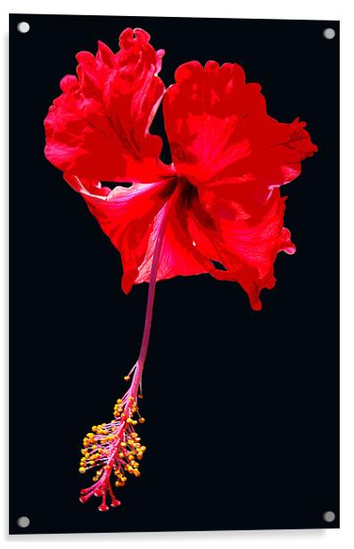 Grand Hibiscus w/ Black Background Acrylic by james balzano, jr.