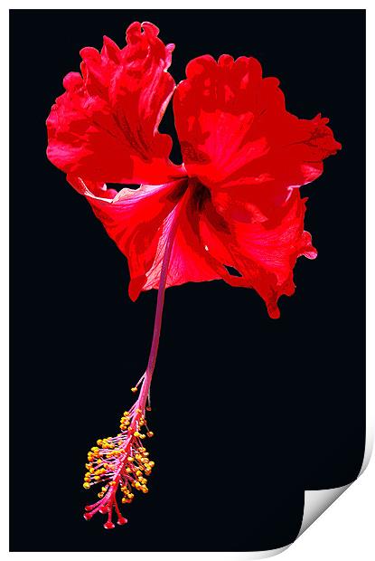 Grand Hibiscus w/ Black Background Print by james balzano, jr.
