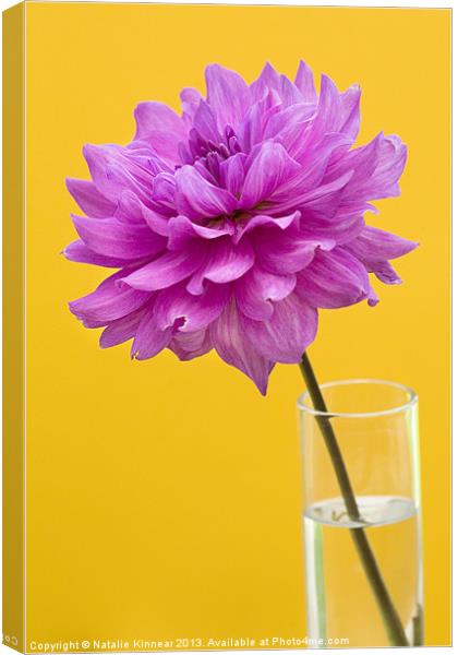 Pink Dahlia in a Vase with Yellow Orange Backgroun Canvas Print by Natalie Kinnear