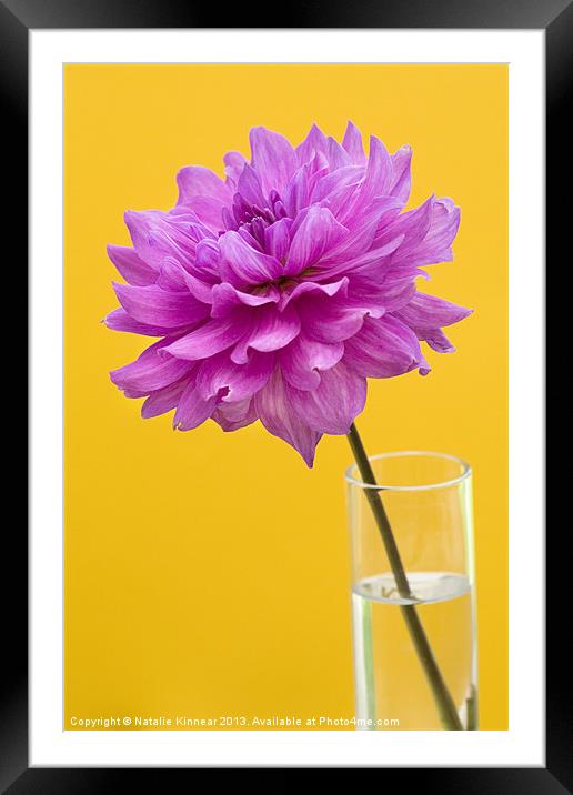 Pink Dahlia in a Vase with Yellow Orange Backgroun Framed Mounted Print by Natalie Kinnear