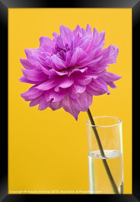 Pink Dahlia in a Vase with Yellow Orange Backgroun Framed Print by Natalie Kinnear