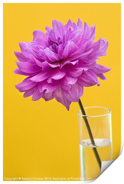 Pink Dahlia in a Vase with Yellow Orange Backgroun Print by Natalie Kinnear