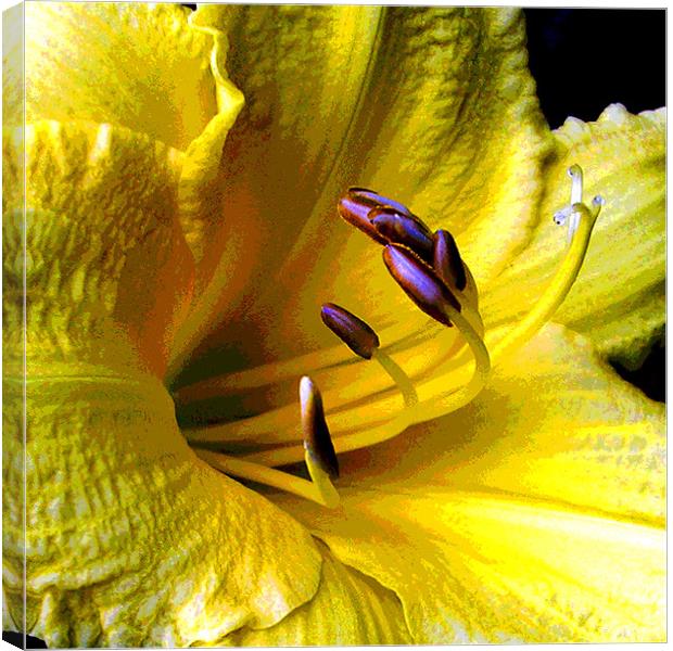 Close Up Yellow Lily Canvas Print by james balzano, jr.