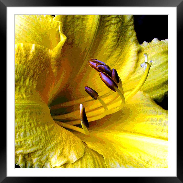 Close Up Yellow Lily Framed Mounted Print by james balzano, jr.