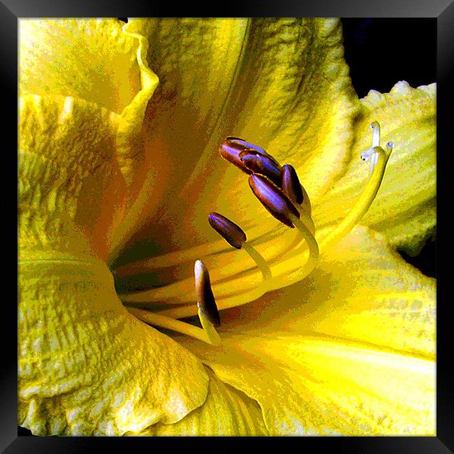 Close Up Yellow Lily Framed Print by james balzano, jr.