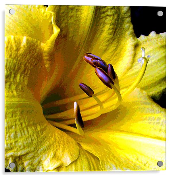 Close Up Yellow Lily Acrylic by james balzano, jr.