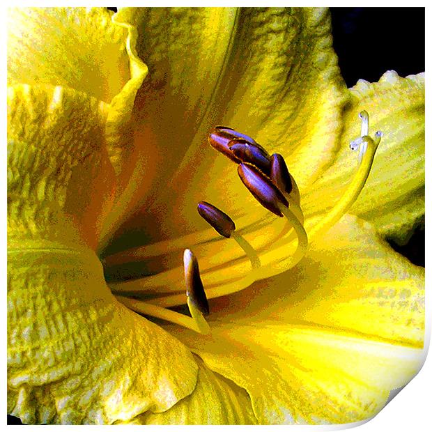 Close Up Yellow Lily Print by james balzano, jr.