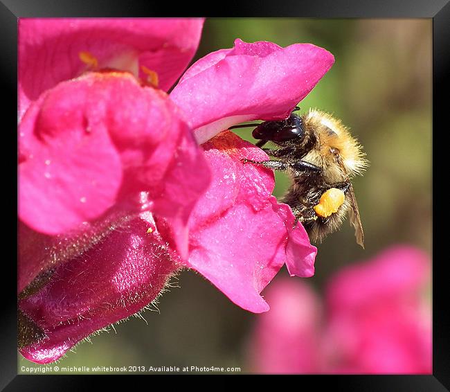 Just Beeing Around Framed Print by michelle whitebrook