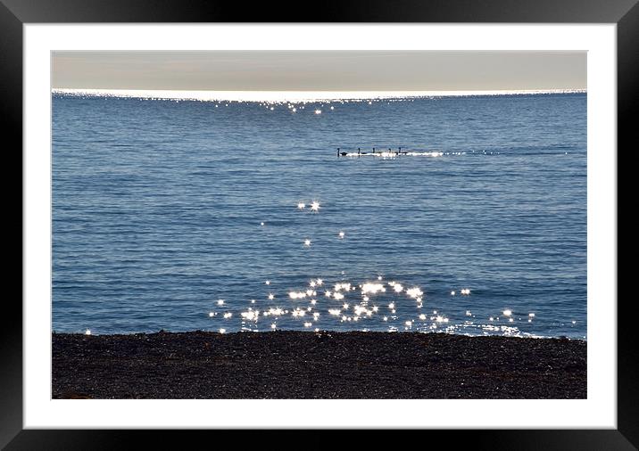 Swans on the sea Framed Mounted Print by Benoit Charon