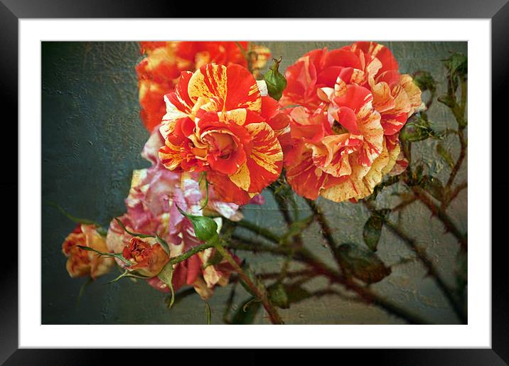 Vintage Rose Framed Mounted Print by Dawn Cox