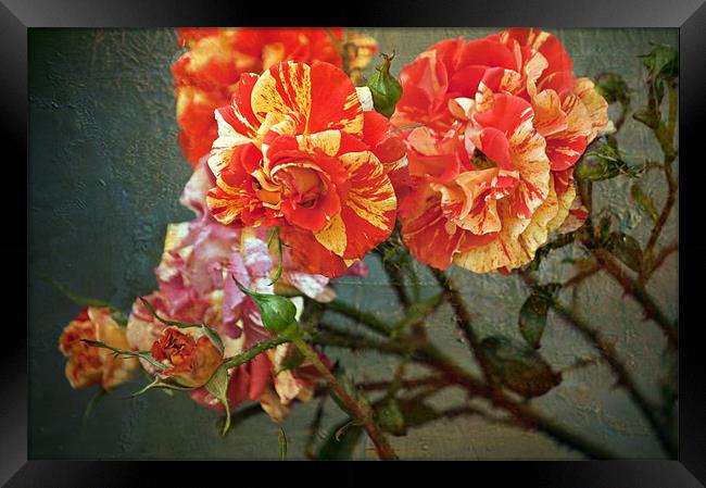 Vintage Rose Framed Print by Dawn Cox