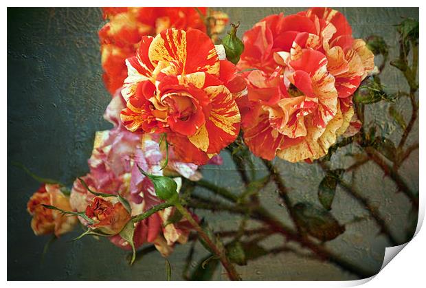 Vintage Rose Print by Dawn Cox