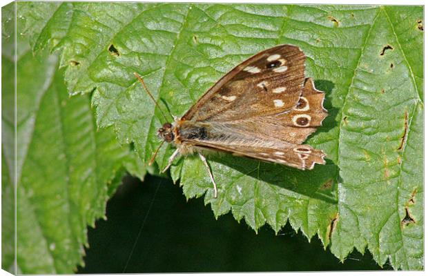 Speckled Wood Butterfly Canvas Print by Tony Murtagh