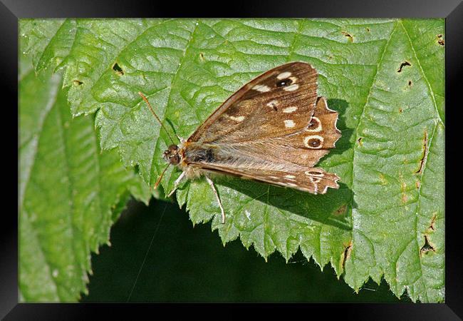 Speckled Wood Butterfly Framed Print by Tony Murtagh