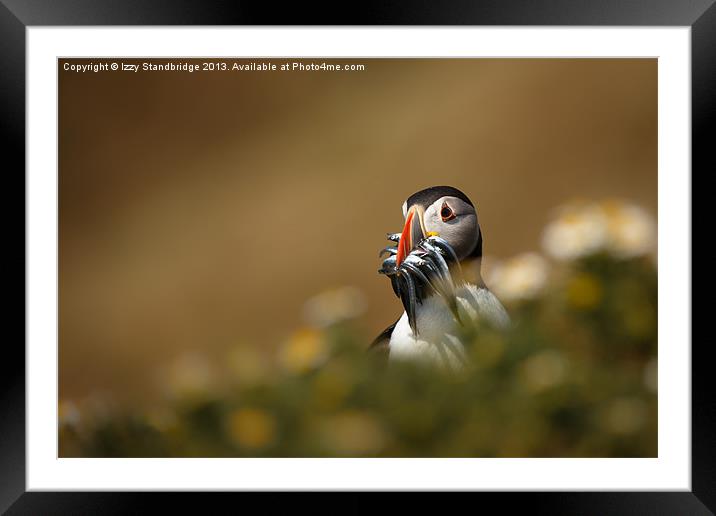 Pop up puffin Framed Mounted Print by Izzy Standbridge