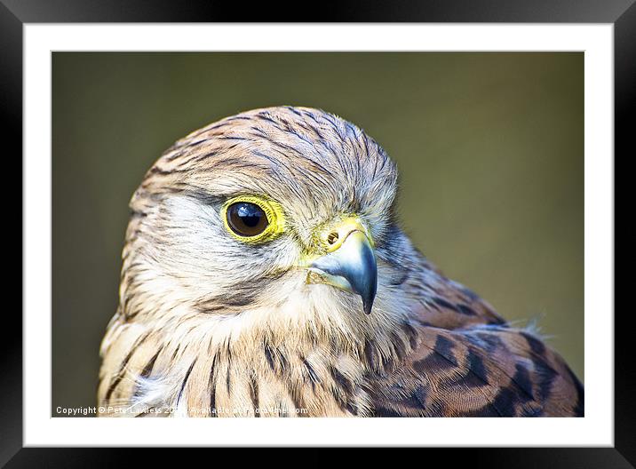 Kestrel (Falco tinnunculus) Framed Mounted Print by Pete Lawless