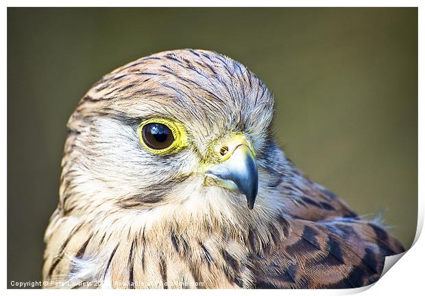 Kestrel (Falco tinnunculus) Print by Pete Lawless