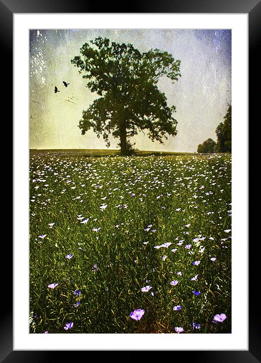 wildflower meadow Framed Mounted Print by Dawn Cox