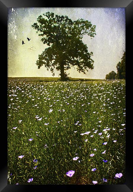 wildflower meadow Framed Print by Dawn Cox