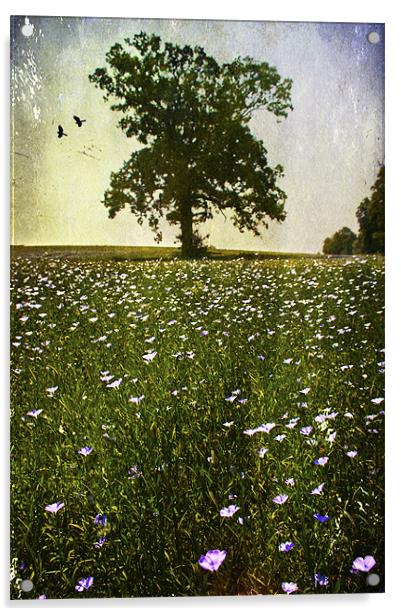 wildflower meadow Acrylic by Dawn Cox