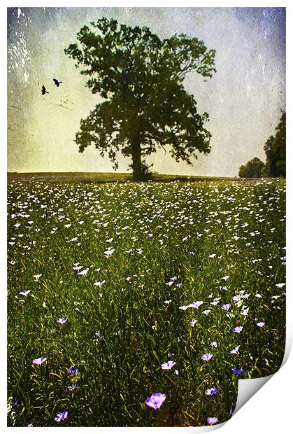 wildflower meadow Print by Dawn Cox