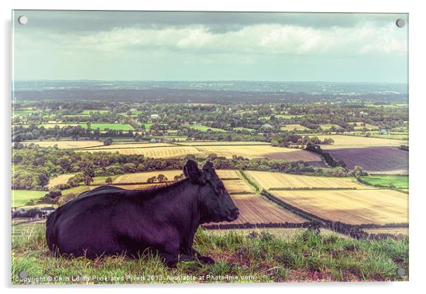 Wilma Enjoys The View Acrylic by Chris Lord