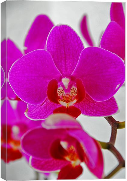Orchid Canvas Print by Gö Vān