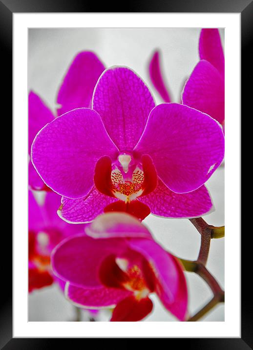 Orchid Framed Mounted Print by Gö Vān