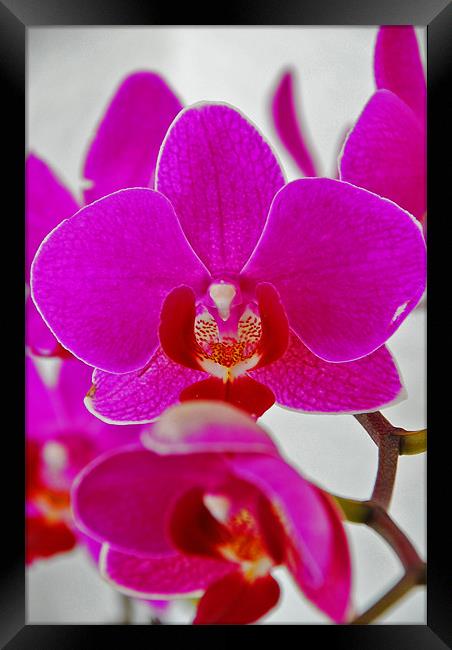 Orchid Framed Print by Gö Vān