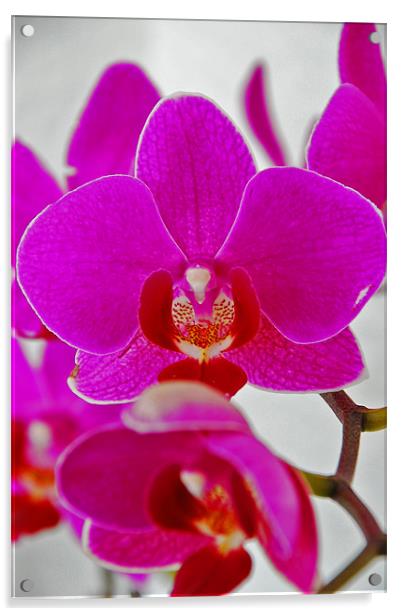 Orchid Acrylic by Gö Vān