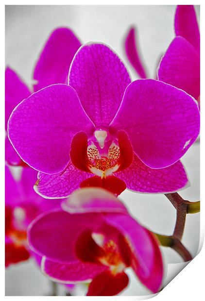 Orchid Print by Gö Vān