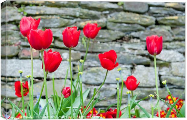 Red Tulips Canvas Print by Helen Northcott
