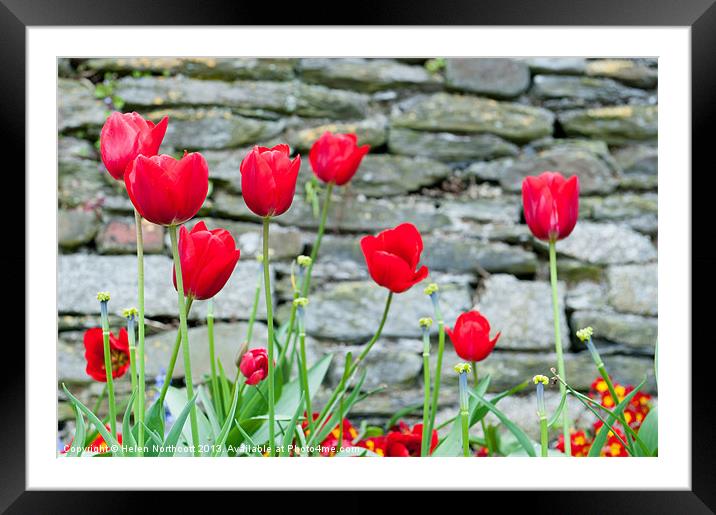Red Tulips Framed Mounted Print by Helen Northcott