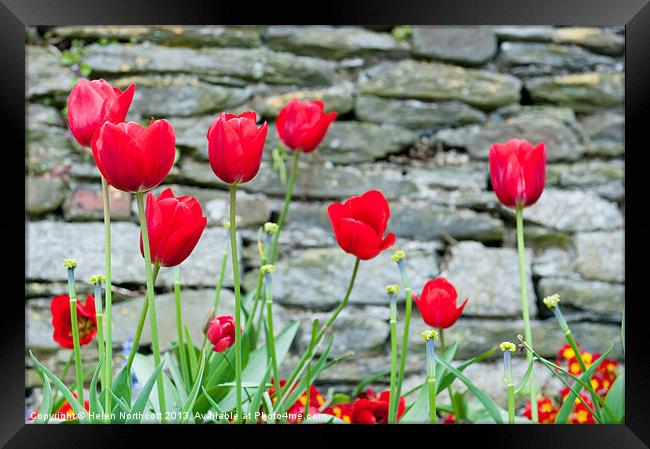 Red Tulips Framed Print by Helen Northcott