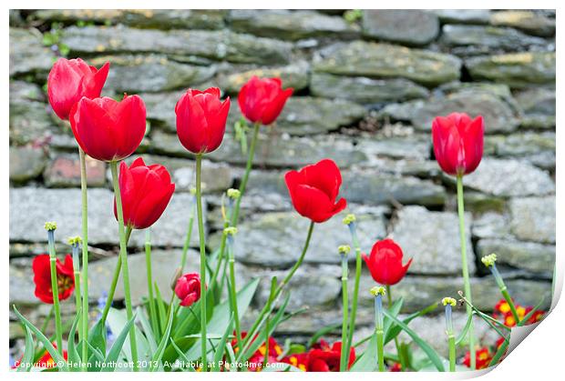 Red Tulips Print by Helen Northcott