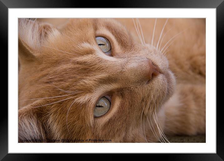 Ginger Cat Framed Mounted Print by Keith Thorburn EFIAP/b