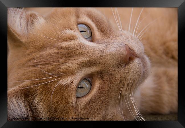 Ginger Cat Framed Print by Keith Thorburn EFIAP/b