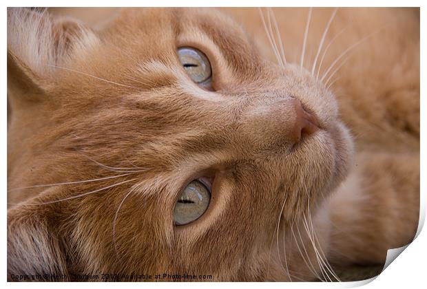 Ginger Cat Print by Keith Thorburn EFIAP/b