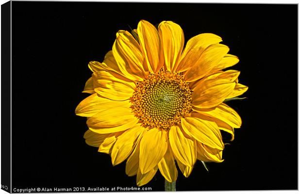 Sunflower Canvas Print by Alan Harman