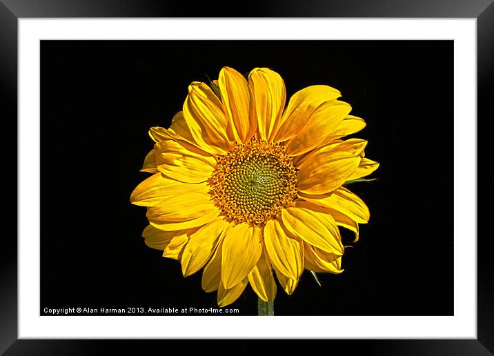 Sunflower Framed Mounted Print by Alan Harman