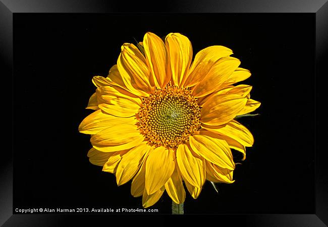 Sunflower Framed Print by Alan Harman