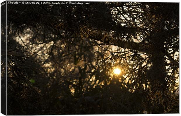 Sunlight through branches Canvas Print by Steven Dale