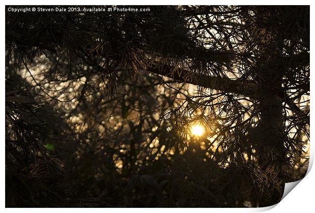 Sunlight through branches Print by Steven Dale