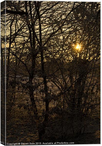Winter's Radiance Among the Trees Canvas Print by Steven Dale