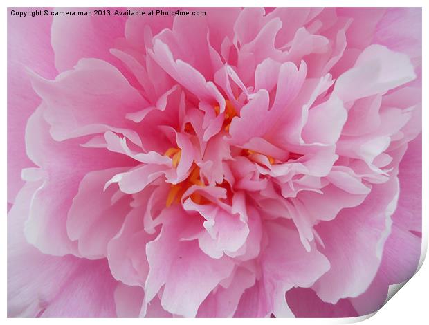 Pink Petals Print by camera man